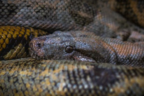 Certified Associate Data Analyst with Python | Jumping Bean